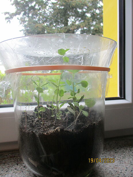 Ein Glas ist gefüllt mit Erde und Pflanzen