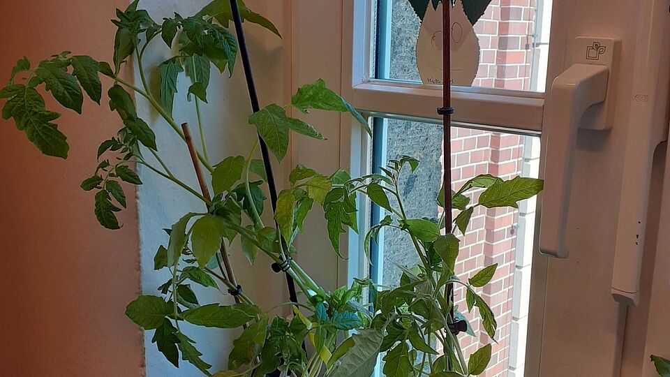 Tomatenpflanze am Fenster